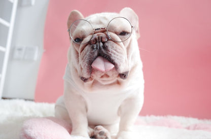Round Pet Sunglasses